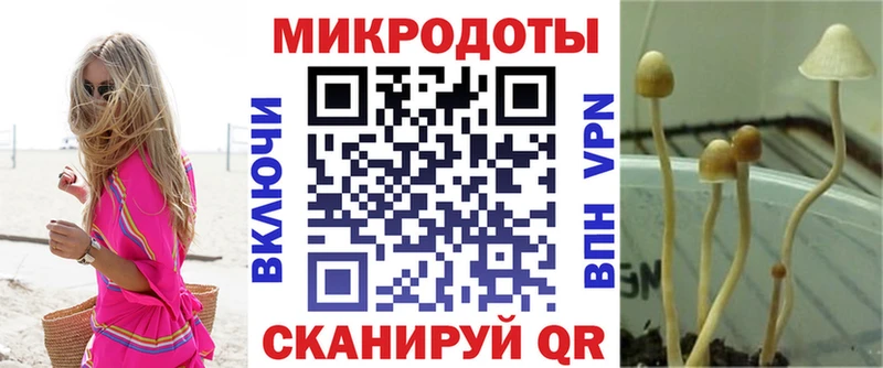 сколько стоит Устюжна Галлюциногенные грибы Psilocybe